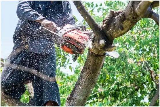 tree services Toftrees